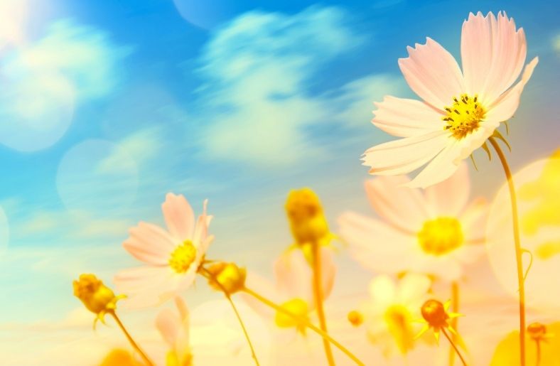 Direkt Güneş Işığı Seven Bitkiler Nelerdir? Direkt Güneş Işığı Seven Bitkiler Nelerdir?