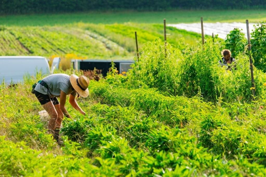 surdurulebilir-tarim-nedir